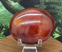 Carnelian Palms