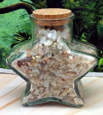 Mixed Moonstone Chip Jar